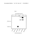 FULLY HUMAN ANTIBODIES TO HIGH MOLECULAR WEIGHT-MELANOMA ASSOCIATED     ANTIGEN AND USES THEREOF diagram and image