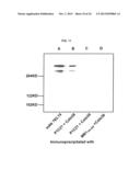 FULLY HUMAN ANTIBODIES TO HIGH MOLECULAR WEIGHT-MELANOMA ASSOCIATED     ANTIGEN AND USES THEREOF diagram and image