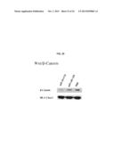 FULLY HUMAN ANTIBODIES TO HIGH MOLECULAR WEIGHT-MELANOMA ASSOCIATED     ANTIGEN AND USES THEREOF diagram and image