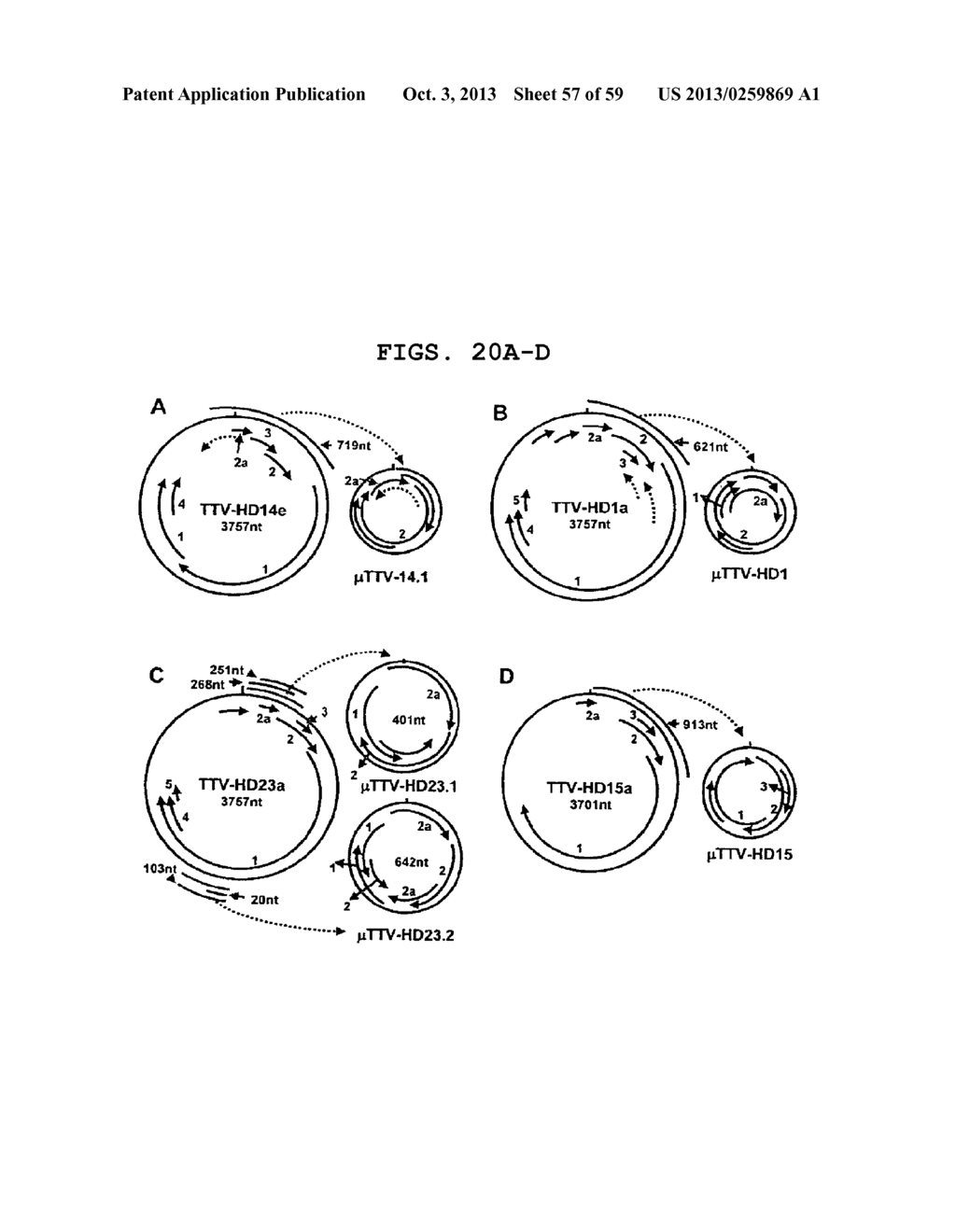 REARRANGED TT VIRUS MOLECULES FOR USE IN DIAGNOSIS, PREVENTION AND     TREATMENT OF CANCER AND AUTOIMMUNITY - diagram, schematic, and image 58