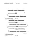 Ewing s Sarcoma Bifunctional shRNA Design diagram and image