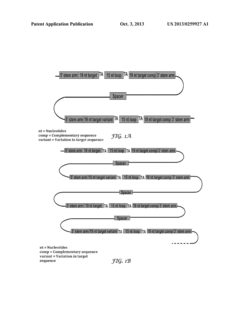 Ewing's Sarcoma Bifunctional shRNA Design - diagram, schematic, and image 02