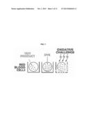 CELL-BASED ANTIOXIDANT PROTECTION ASSAY diagram and image