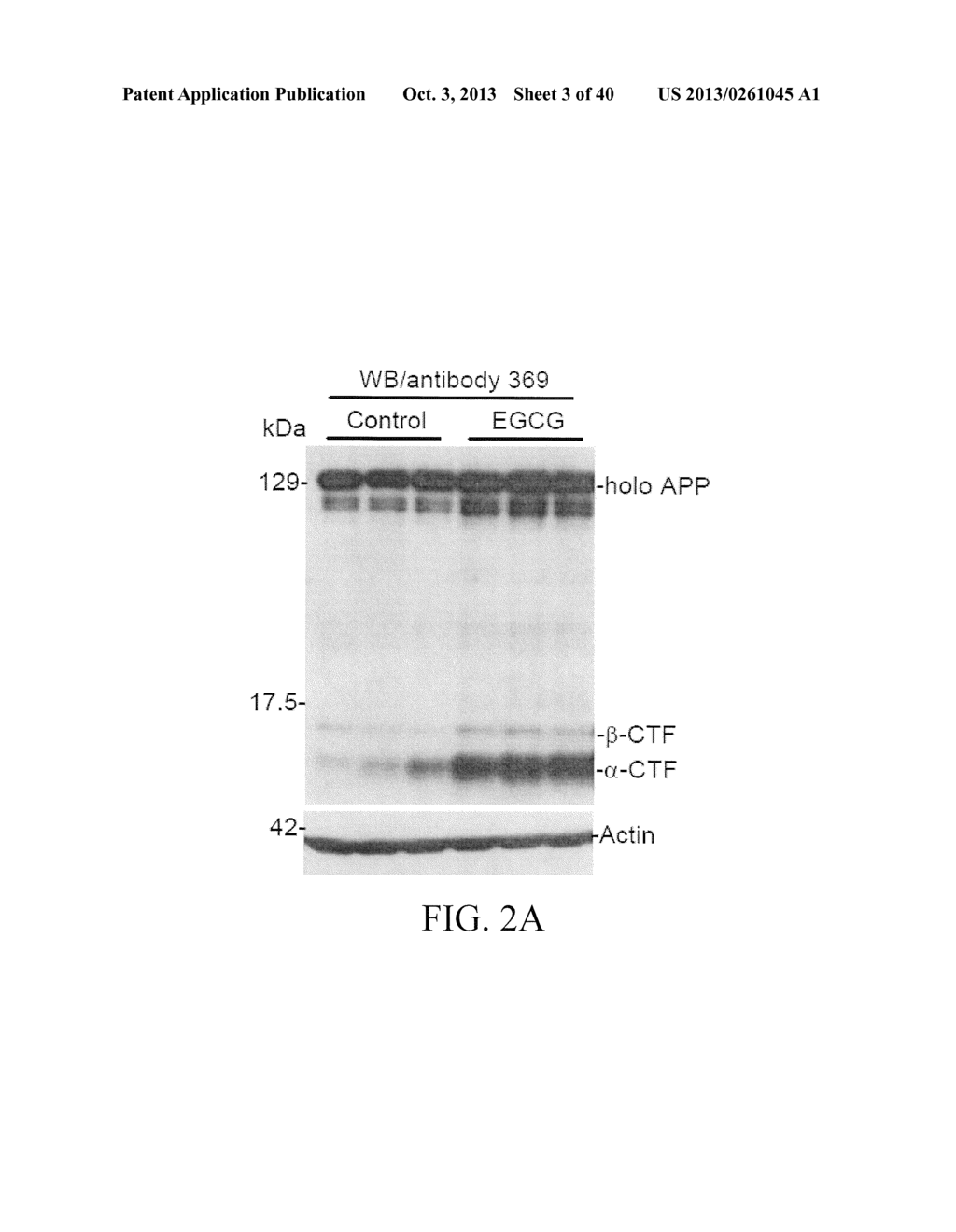 GREEN TEA POLYPHENOL ALPHA SECRETASE ENHANCERS AND METHODS OF USE - diagram, schematic, and image 04