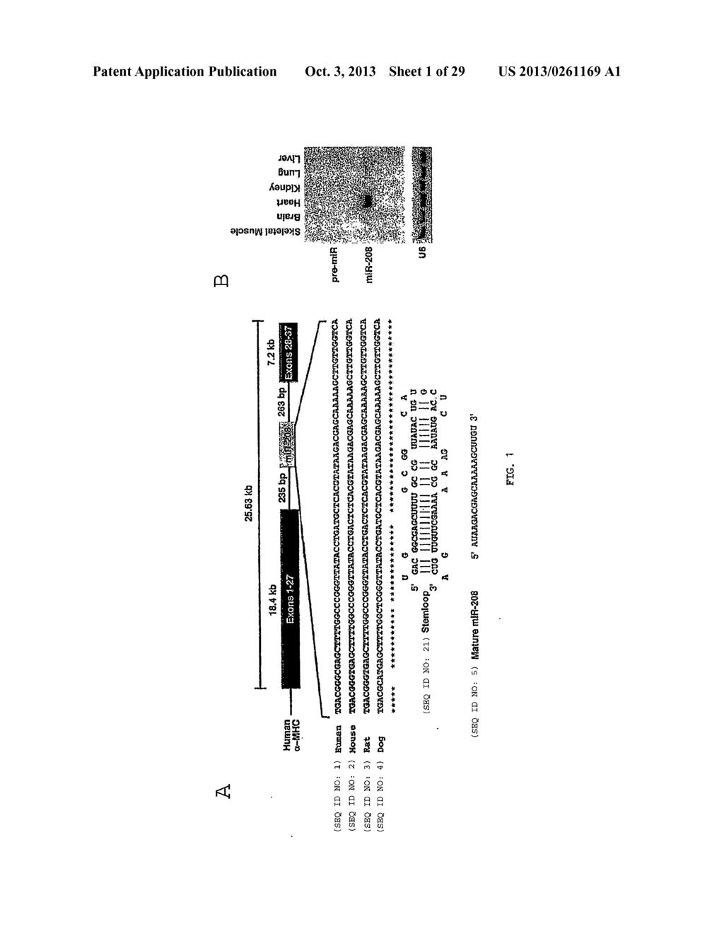 Micro-RNA Family That Modulates Fibrosis and Uses Thereof - diagram, schematic, and image 02