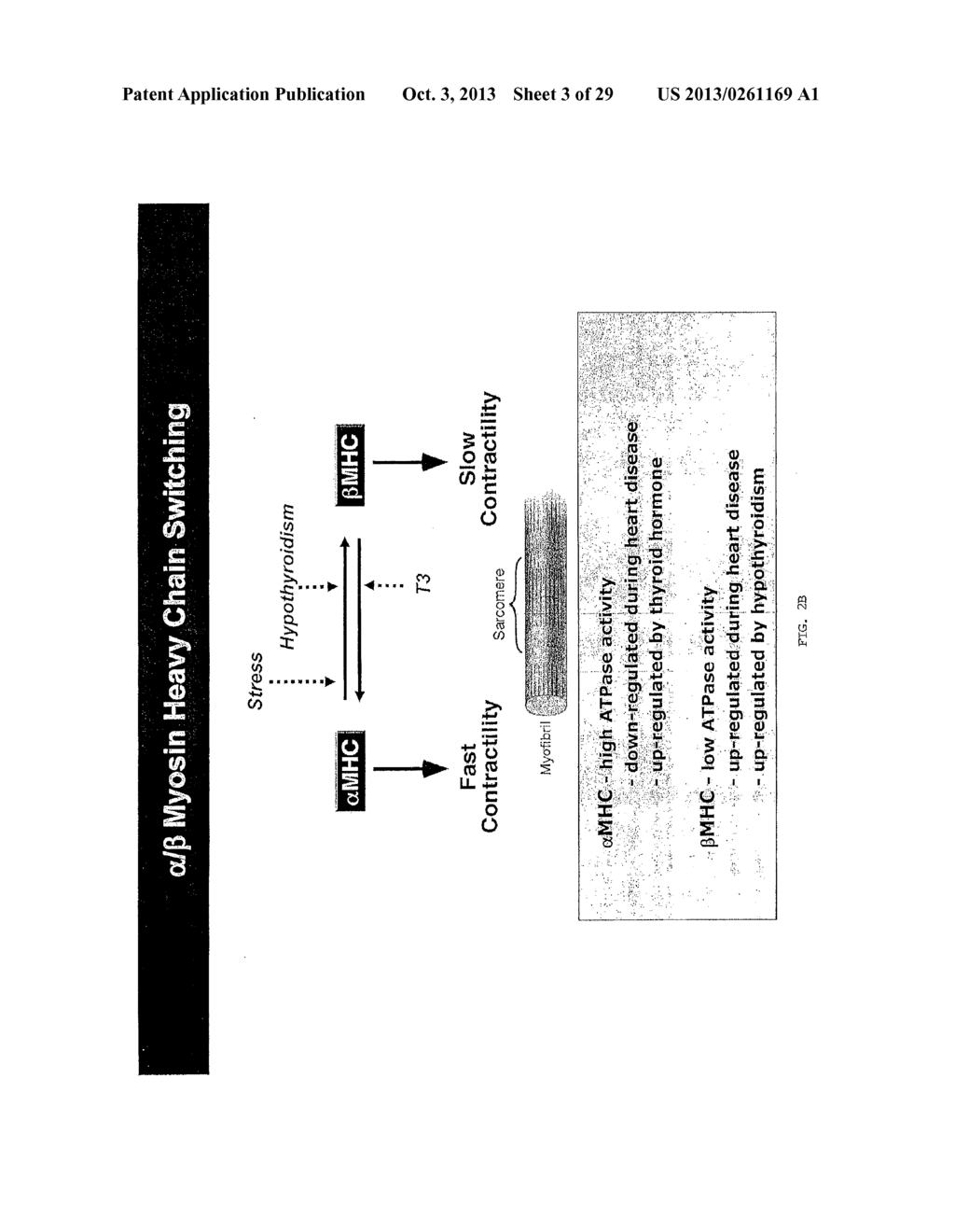 Micro-RNA Family That Modulates Fibrosis and Uses Thereof - diagram, schematic, and image 04