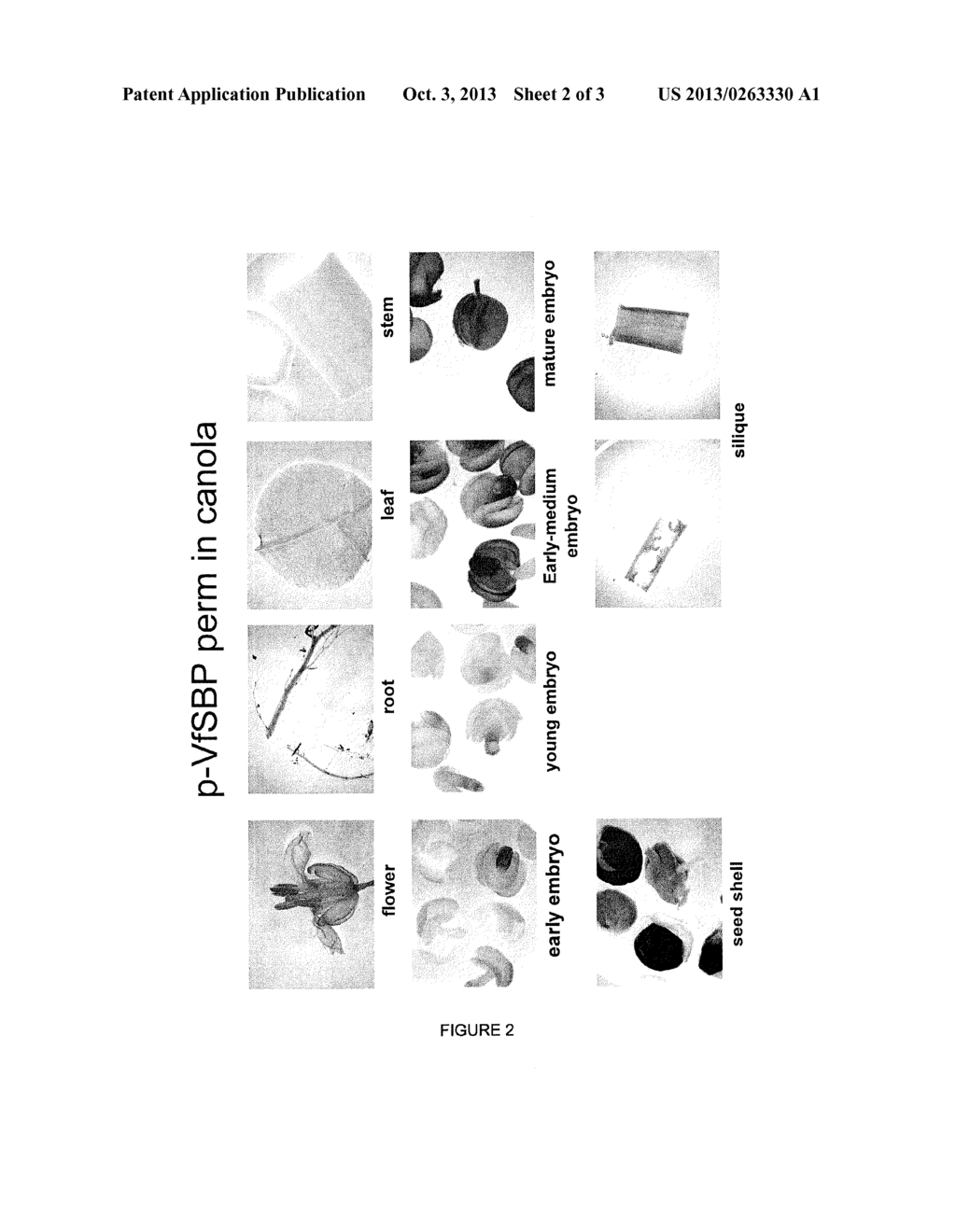 Methods for Production of Synthetic Promoters with Defined Specificity - diagram, schematic, and image 03