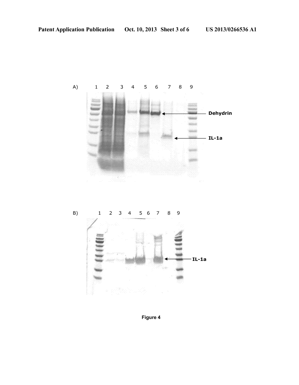 METHOD OF USE OF STABILIZED PLANT-DERIVED GROWTH FACTOR IN SKIN CARE - diagram, schematic, and image 04