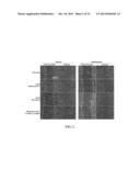 METHODS FOR IMPROVED WOUND CLOSURE EMPLOYING OLIVAMINE AND HUMAN UMBILICAL     VEIN ENDOTHELIAL CELLS diagram and image