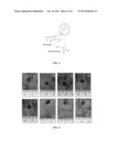 METHODS FOR IMPROVED WOUND CLOSURE EMPLOYING OLIVAMINE AND HUMAN UMBILICAL     VEIN ENDOTHELIAL CELLS diagram and image