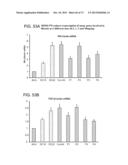 METHODS OF INHIBITING FIBROSIS USING ANTI-PAI-1 ANTIBODIES diagram and image