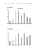 METHODS OF INHIBITING FIBROSIS USING ANTI-PAI-1 ANTIBODIES diagram and image