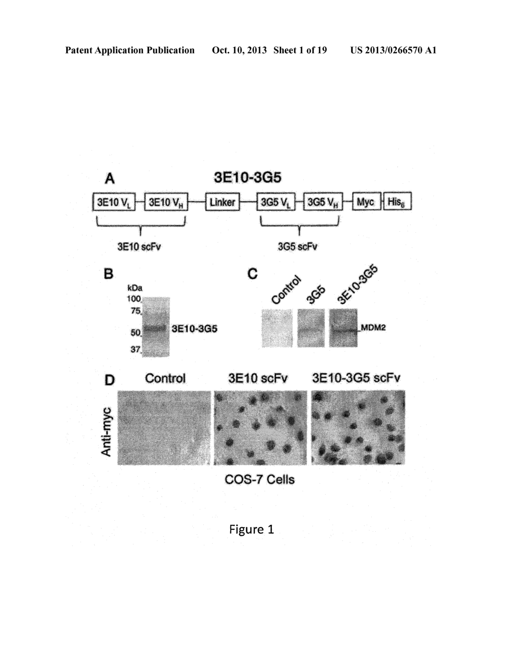 Targeting Intracellular Target-binding Determinants with Intracellular     Antibodies - diagram, schematic, and image 02