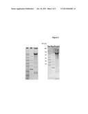 CLOSTRIDIUM DIFFICILE ANTIGENS diagram and image