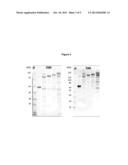 CLOSTRIDIUM DIFFICILE ANTIGENS diagram and image