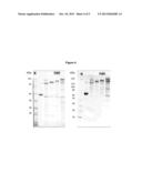 CLOSTRIDIUM DIFFICILE ANTIGENS diagram and image