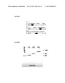 PEPTIDE CONTAINING MULTIPLE N-LINKED GLYCOSYLATION SEQUONS diagram and image