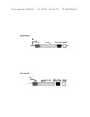 PEPTIDE CONTAINING MULTIPLE N-LINKED GLYCOSYLATION SEQUONS diagram and image