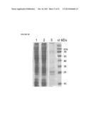 PEPTIDE CONTAINING MULTIPLE N-LINKED GLYCOSYLATION SEQUONS diagram and image