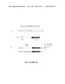 RECOMBINANT VIRAL VECTORS diagram and image