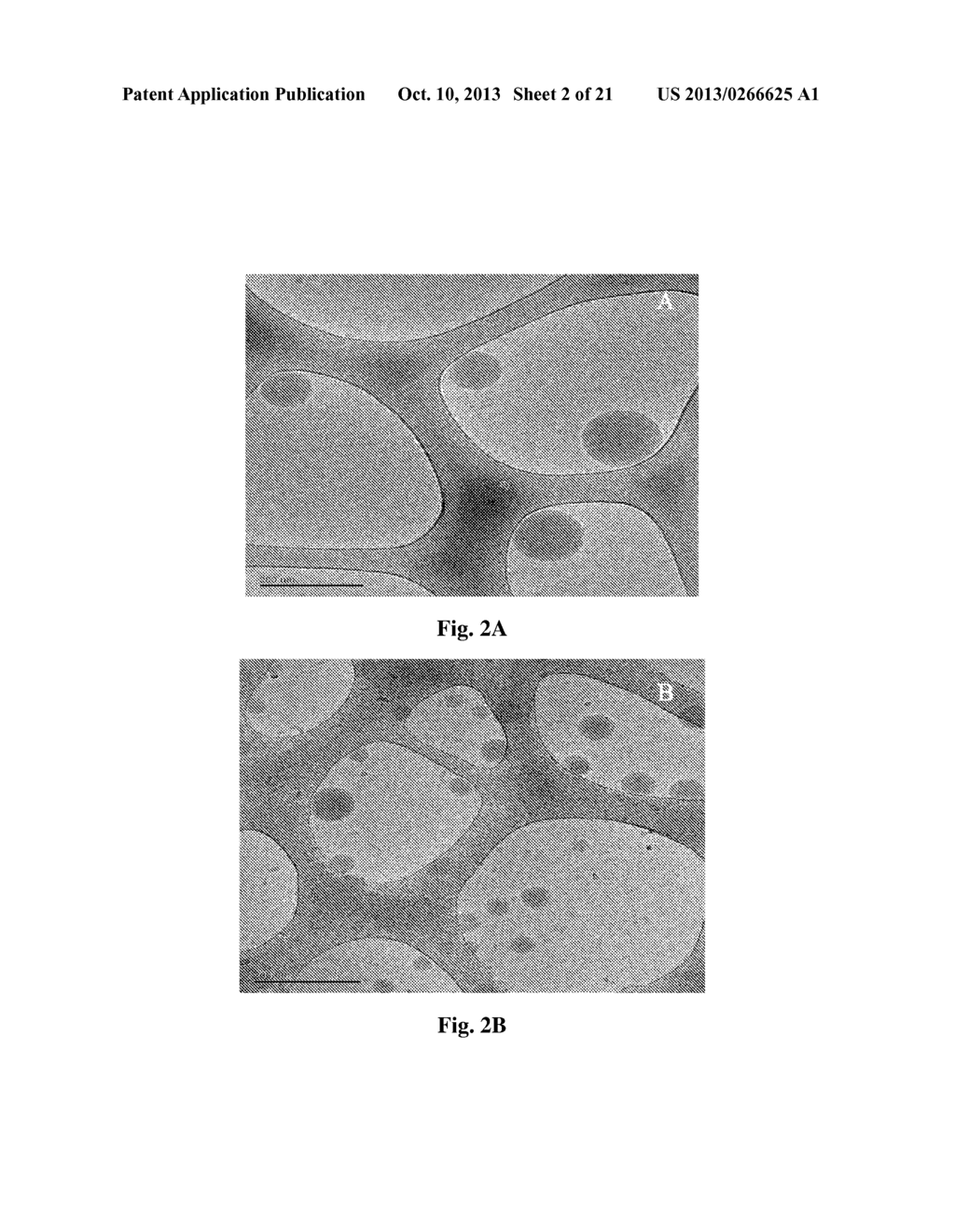 NANOPARTICLES BASED ON POLY (LACTIC GLYCOLIC) ACID FOR COSMETIC     APPLICATIONS - diagram, schematic, and image 03