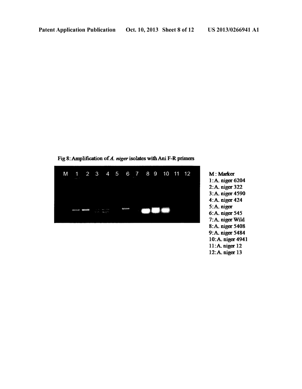 DIAGNOSTIC ASSAYS FOR THE DETECTION AND IDENTIFICATION OF ASPERGILLI - diagram, schematic, and image 09