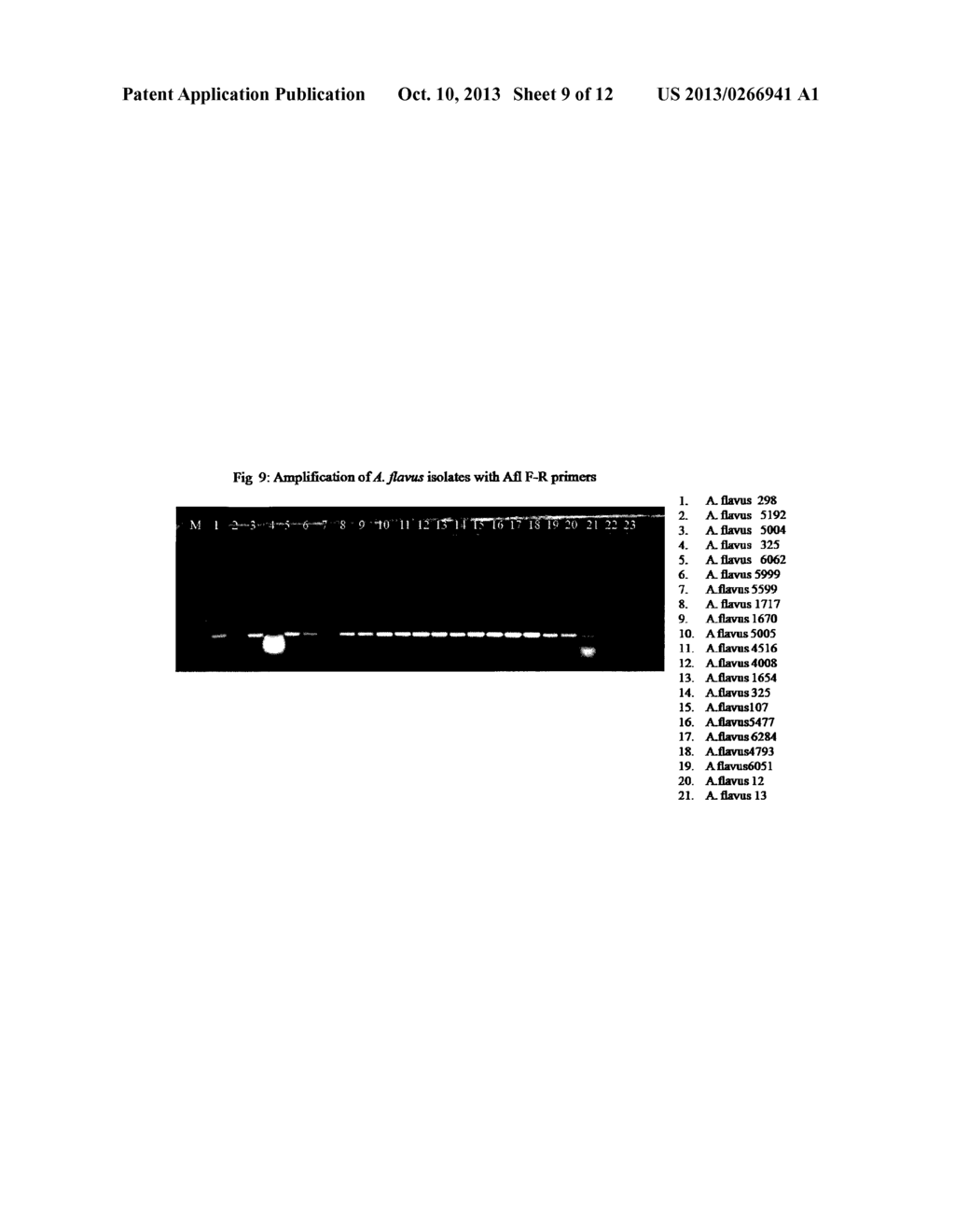 DIAGNOSTIC ASSAYS FOR THE DETECTION AND IDENTIFICATION OF ASPERGILLI - diagram, schematic, and image 10