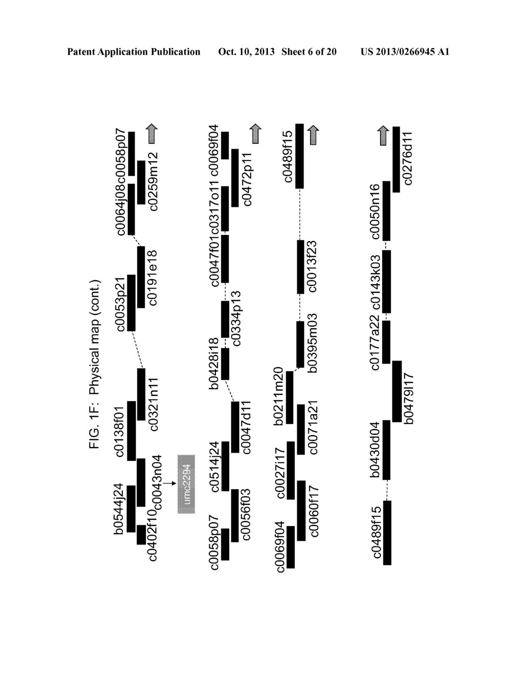 GENETIC LOCI ASSOCIATED WITH MECHANICAL STALK STRENGTH IN MAIZE - diagram, schematic, and image 07