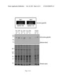 PLASMA BIOMARKER FOR DISTAL METASTASIS IN COLORECTAL CANCER diagram and image