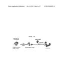 COMPOSITION FOR INCREASING SACCHARIFICATION EFFICIENCY OF BIOMASS, METHOD     FOR INCREASING SACCHARIFICATION EFFICIENCY OF BIOMASS AND METHOD FOR     PREPARING BIOETHANOL DERIVED FROM BIOMASS ON A LARGE SCALE USING     CHAPERONE PROTEIN diagram and image