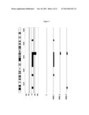 IN VITRO DIAGNOSTIC METHOD FOR PATIENTS WITH SPLENIC MARGINAL ZONE     LYMPHOMA diagram and image