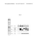 IN VITRO DIAGNOSTIC METHOD FOR PATIENTS WITH SPLENIC MARGINAL ZONE     LYMPHOMA diagram and image