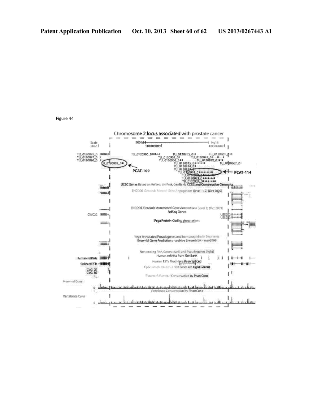 ncRNA AND USES THEREOF - diagram, schematic, and image 61