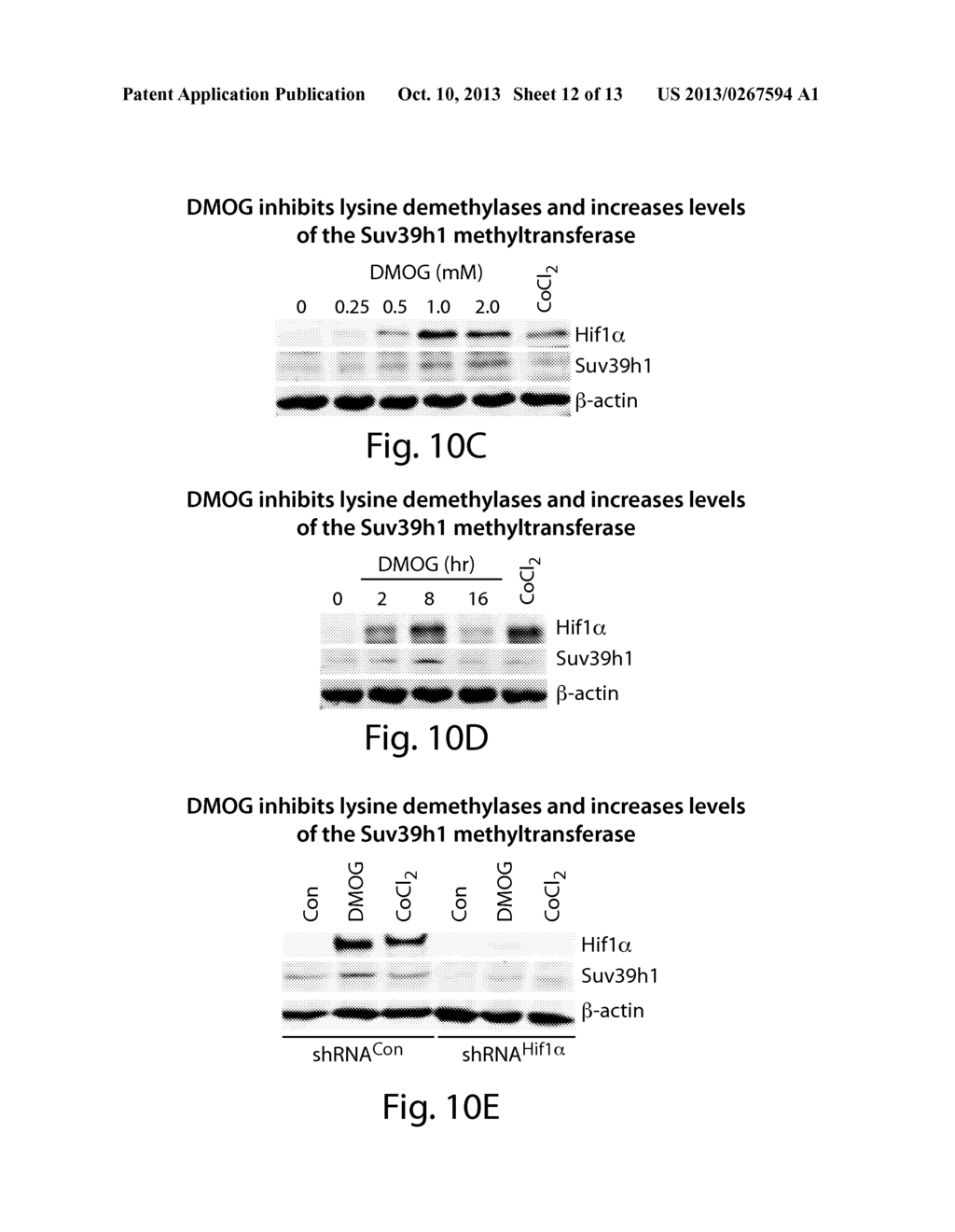 PROLYL HYDROXYLASE INHIBITORS AS RADIATION MITIGATORS AND RADIATION     PROTECTORS - diagram, schematic, and image 13