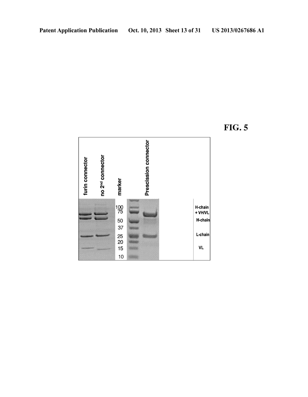 BISPECIFIC ANTIBODIES COMPRISING A DISULFIDE STABILIZED - FV FRAGMENT - diagram, schematic, and image 14