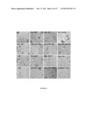 NOVEL ANTIBODIES INHIBITING C-MET DIMERIZATION,  AND USES THEREOF diagram and image