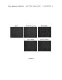 NOVEL ANTIBODIES INHIBITING C-MET DIMERIZATION,  AND USES THEREOF diagram and image