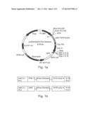 POLYNUCLEOTIDE CONSTRUCTS, PHARMACEUTICAL COMPOSITIONS AND METHODS FOR     TARGETED DOWNREGULATIONS OF ANGIOGENESIS AND ANTICANCER THERAPY diagram and image