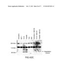 NOVEL ANTI-IGF-IR ANTIBODIES AND USES THEREOF diagram and image