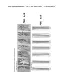 PREPARATION OF ISOLATED AGONIST ANTI-EDAR MONOCLONAL ANTIBODIES diagram and image