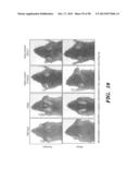 PREPARATION OF ISOLATED AGONIST ANTI-EDAR MONOCLONAL ANTIBODIES diagram and image