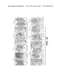 PREPARATION OF ISOLATED AGONIST ANTI-EDAR MONOCLONAL ANTIBODIES diagram and image