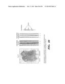 PREPARATION OF ISOLATED AGONIST ANTI-EDAR MONOCLONAL ANTIBODIES diagram and image