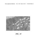 PREPARATION OF ISOLATED AGONIST ANTI-EDAR MONOCLONAL ANTIBODIES diagram and image