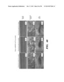 PREPARATION OF ISOLATED AGONIST ANTI-EDAR MONOCLONAL ANTIBODIES diagram and image