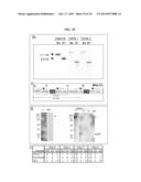 Compositions And Methods For Treatment, Research And Therapeutic     Applications For Malaria diagram and image