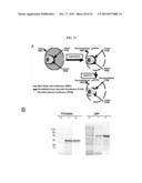 Compositions And Methods For Treatment, Research And Therapeutic     Applications For Malaria diagram and image