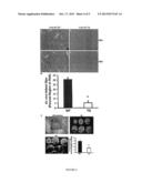 METHODS OF IMPROVING CARDIAC FUNCTION AND ATTENUATING AND/OR PREVENTING     CARDIAC REMODELING WITH HSP20 diagram and image