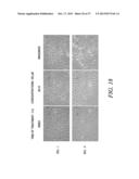 PHOSPHOLIPID DRUG ANALOGS diagram and image