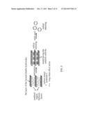 CARBON NANORING AND METHOD FOR PREPARING THE SAME diagram and image